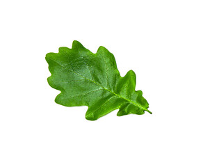 Wall Mural - Green oak leaf isolated on white background.