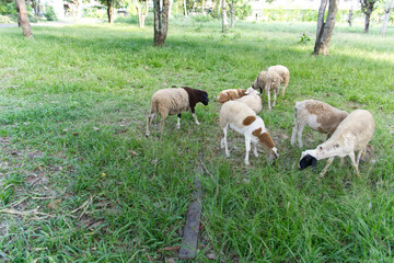 Sheeps eating grass
