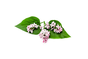 Wall Mural - Lilac flowers with leaves on a white background.