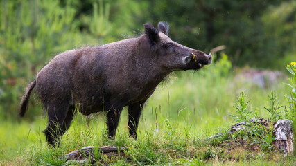 Wall Mural - proud wild boar, sus scrofa, with white tusks sniffing on green glade in summer nature. dominant mal