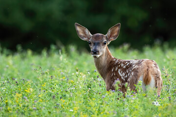 Wall Mural - Cute red deer, cervus elaphus, fawn looking back on a green meadow in summer nature. Adorable young wild animal with white spots on fur observing on field with copy space.