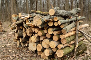 photo background bundles of firewood in the forest