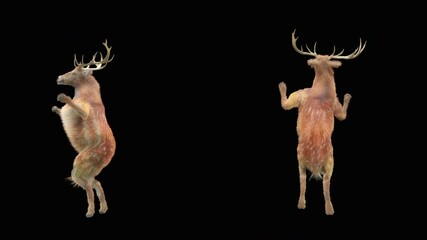 Wall Mural - deer dance cg fur 3d rendering animal realistic cgi vfx animation loop composition 3d mapping cartoo
