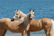 Two beautiful palomino horses with a long mane standing near blue water on summer background, portrait closeup