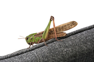 Wall Mural - A large green grasshopper sitting on the arm of a chair