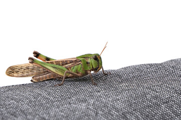 Wall Mural - A large green grasshopper sitting on the arm of a chair