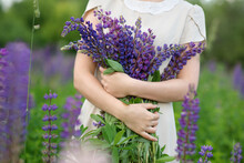 Woman Hand Holding Wild Lupinus Flower. Natural Outdoor Photo With Woman Holding Wildflower