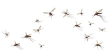 Flying Mosquito Insects. Gnat And Pest, Spreading Viruses And Diseases, Gnats Flock, Repellent Or Spray Promo Poster Vector Concept. Malaria Mosquito Buzzing, Infectious Parasitic Spreading