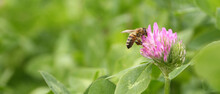 Green Field Of Blooming Clover. Bees Fly Around The Flowers.