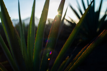 Wall Mural - Magueyes