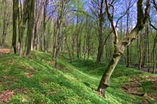 A Shallow Ravine In A Beech Wood With Green Undergrowth