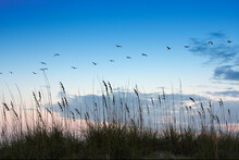 Sunrise On Atlantic Beach With Flock Of Pelicans
