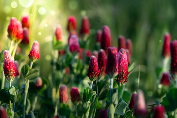 Poster - Abstract blurred nature background clover flower. Abstract nature bokeh  pattern