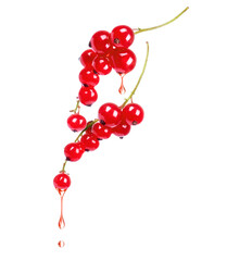 Branches of red currant with drops on a white background