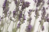 Fototapeta Lawenda - Kwiaty lawenda na pastelowym rozmytym tle