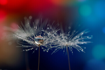 Wall Mural - abstract blurred nature background dandelion seeds parachute. abstract nature bokeh pattern