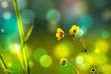 Wall Mural - abstract floral background, meadow in the early morning with beautiful fantastic bokeh