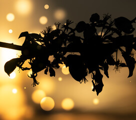 Wall Mural - abstract floral blurred background. plants at sunset on bokeh background