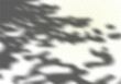 Abstract Summer Sunlights Background. Vector Gray Foliage Shadow Overlay with Light Bokeh. Natural Leaves Tree Branch