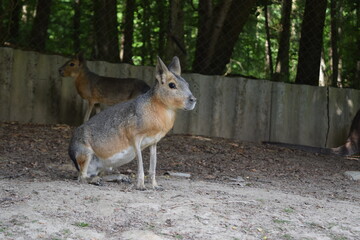 pampas hare running around on a green meadow, animal park bretten, germany