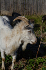 Wall Mural - White goat closeup on a light blurry background