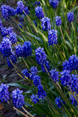 Wall Mural - Purple summer flowers close-up on a background of green leaves