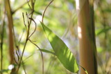 Fototapeta Dziecięca - Bamboo background with green leaves and tropical branches defocussed behind with copy space 