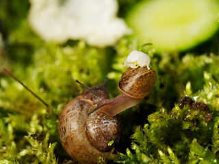 Two snails and a flower of lily of the valley. Cute snails.