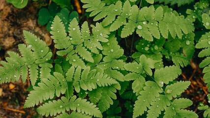 Green fern with raindrops. Fern in the forest after rain.