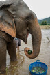 Słoń z profilu jedzący owoce nad rzeką w Tajlandii