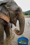Słoń z profilu jedzący owoce nad rzeką w Tajlandii