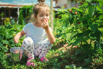 Little girl picking raspberries on a farm field. Kid enjoying the taste of organic fruits