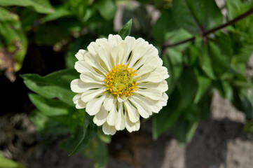 white and yellow zinnia closeup