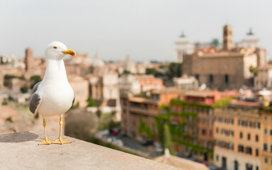 Fototapete - Closeup of a seagull with central Rome as background, Italy
