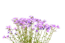 A Bunch Of Purple Phlox  Flowers Isolated On White Background