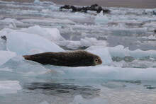 Harbor Seal On Iceberg