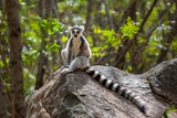 ring tailed lemur in wild ranomafana national park