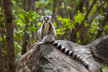 Ring Tailed Lemur In Wild Ranomafana National Park