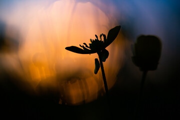 Sticker - abstract background flowers at sunset