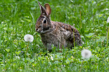 Wall Mural - Rabbit standing in grass and eating a dandelion