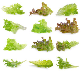 Fresh  lettuce leaves isolated on white background.