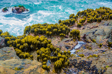 Kelp in Tidal Area of Bean Hollow Beach, California, USA