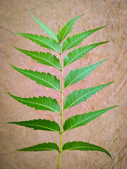 Wall Mural - green neem leaf on a gray background