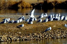 Mixed Flock Of Franklin's And Ring-billed Gulls, Southeast Park Public Fishing Lake, Canyon, Texas.