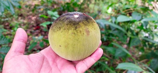 Wall Mural - Santol on hands in the garden of Thailand