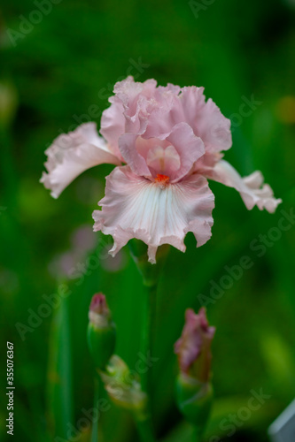 Beautiful pink iris flowers grow in the garden.