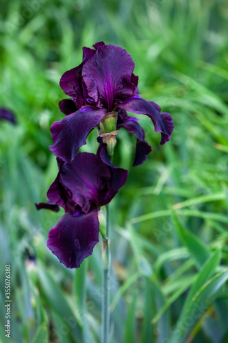 Beautiful burgundy iris flowers grow in the garden.