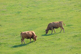 Fototapeta Sawanna - 牛と馬と草原　熊本県阿蘇
