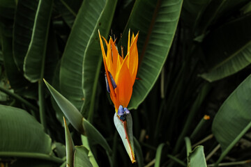 bird of paradise flower