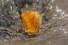 Sea Shell In Rippling Water